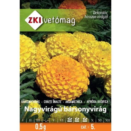 Nagyvirágú bársonyvirág